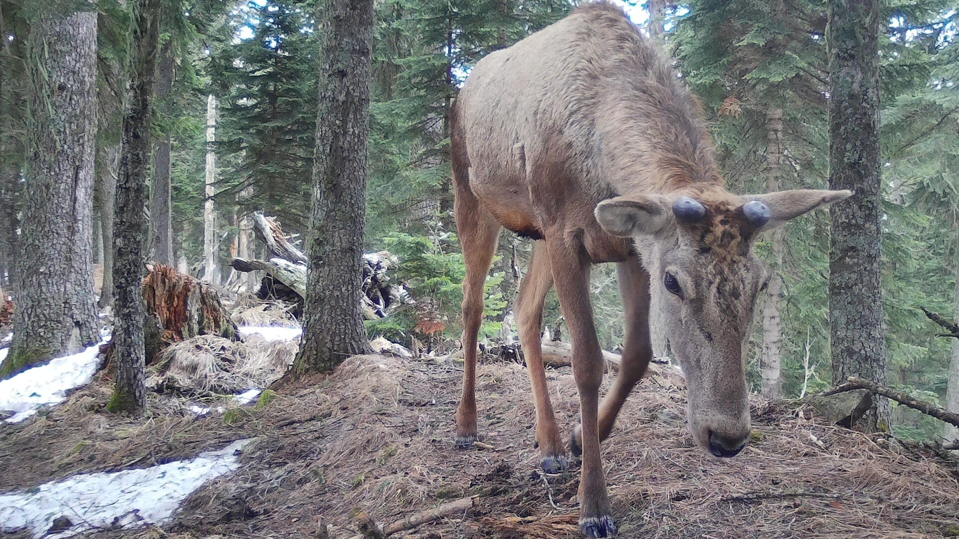 Фотоловушки Фотоловушки - РИА Новости, 1920, 07.06.2022