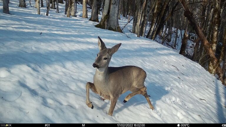 Фотоловушки Фотоловушки