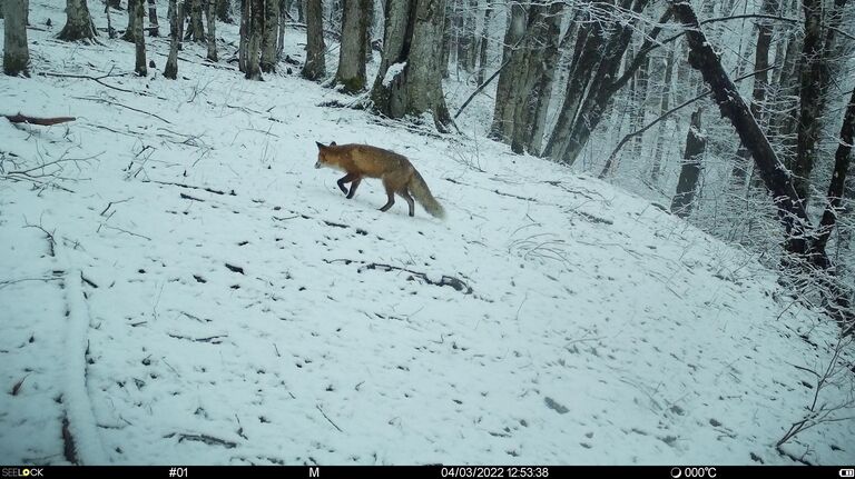 Фотоловушки Фотоловушки