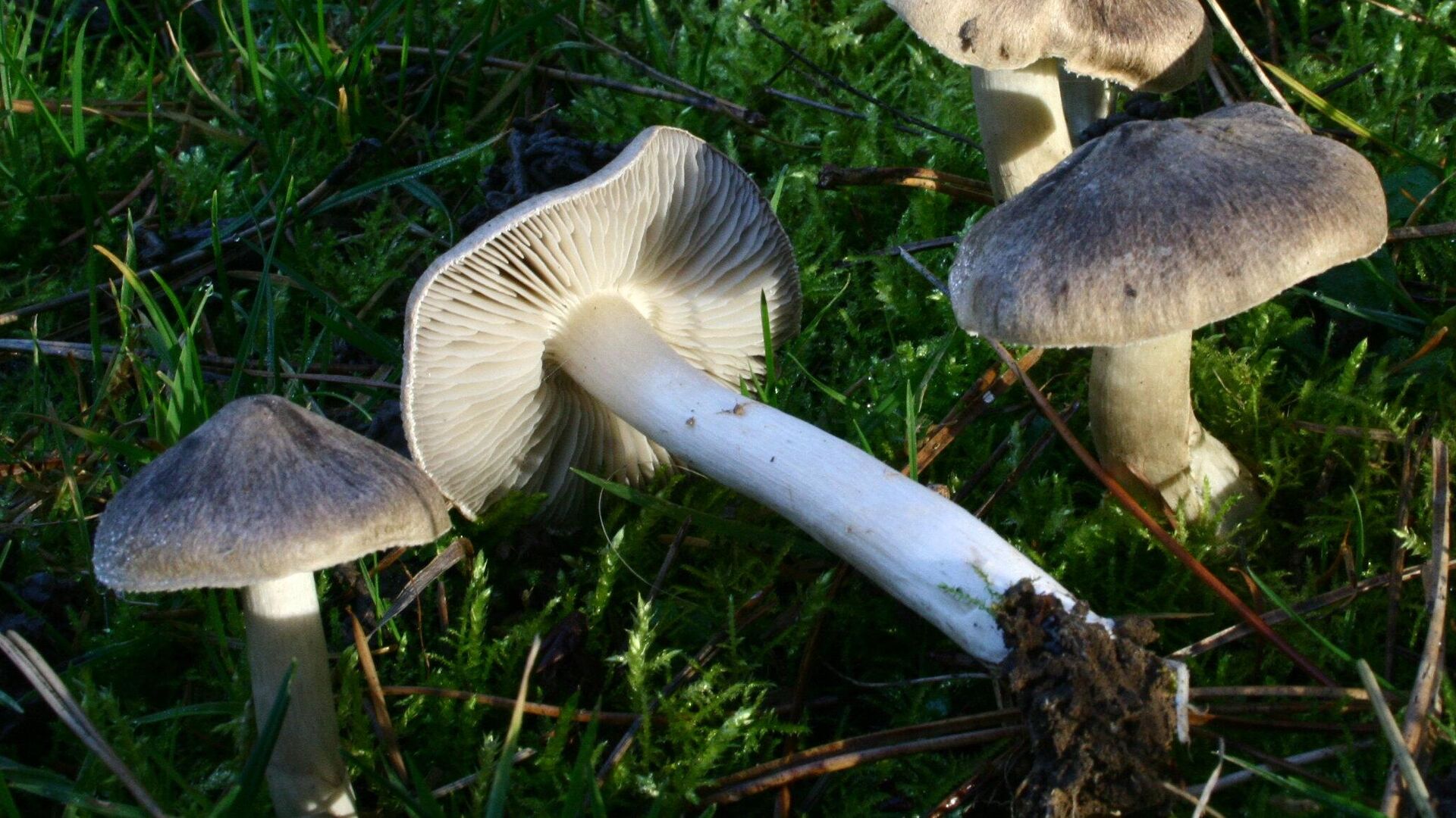 Рядовка: описание гриба, где растет, виды, съедобность, как отличить отядовитого