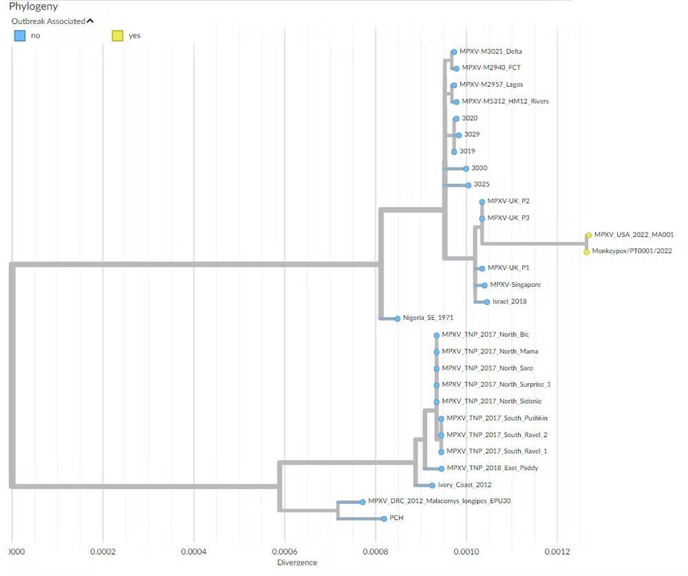 Филогенетическое дерево вируса оспы обезьян. Штаммы, отвечающие за нынешнюю вспышку, отмечены желтым - РИА Новости, 1920, 09.06.2022