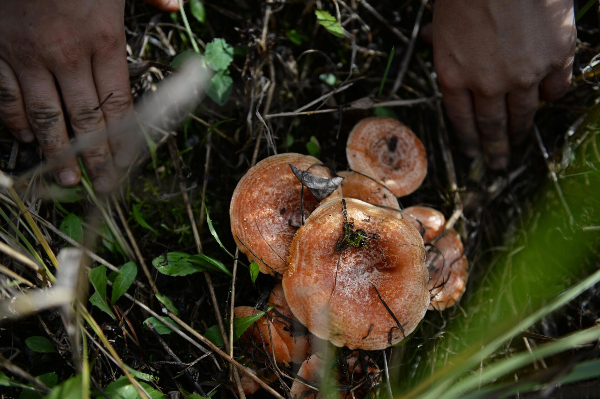 Как растить грибы дома (для начинающих)