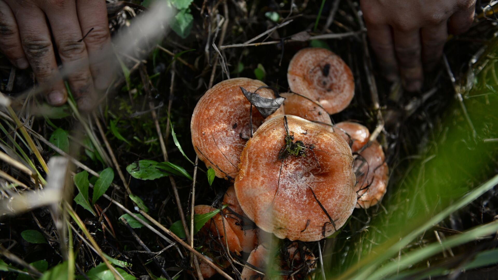 Консервированные грибы из Китая