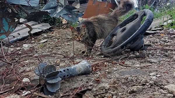 Тысячи животных на руинах Мариуполя – волонтеры спасают брошенных питомцев 