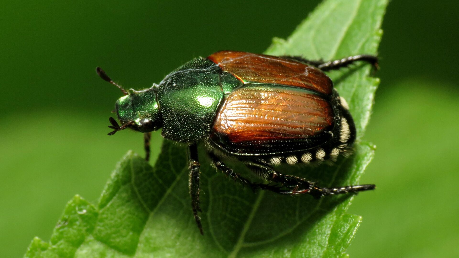 Семейство Пластинчатоусые (Scarabaeidae)