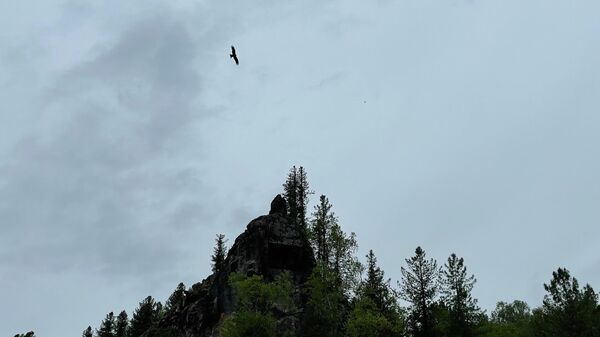 Коршун парит в небе в Шорском национальном парке