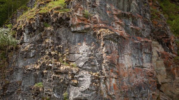 На одной из скал в Шорском национальном парке мох вырос в форме силуэта гитариста