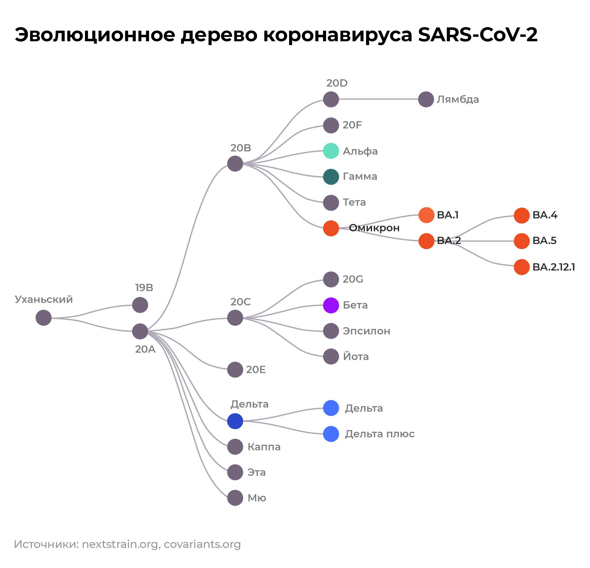 Положение новых вариантов ВА.4, ВА.5 и ВА.2.12.1 на эволюционном дереве коронавируса SARS-CoV-2 Положение новых вариантов ВА.4, ВА.5 и ВА.2.12.1 на эволюционном дереве коронавируса SARS-CoV-2