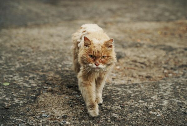 Уличный кот на одной из улиц Северодонецка