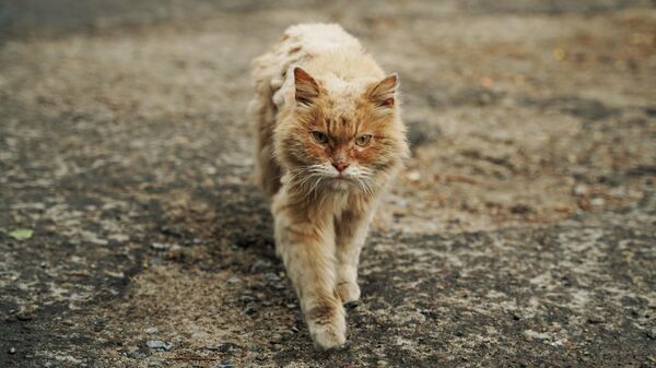 Уличный кот на одной из улиц Северодонецка