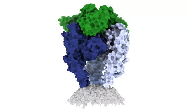 Ученые из Института иммунологии Ла-Хойи и Института Пастера демонстрируют структуру гликопротеина вируса бешенства