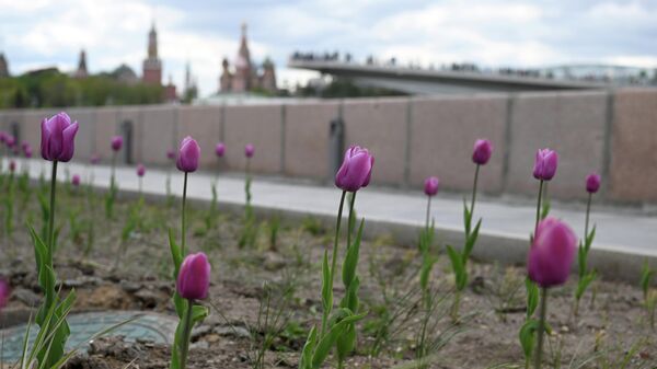 Тюльпаны на Раушской набережной в Москве