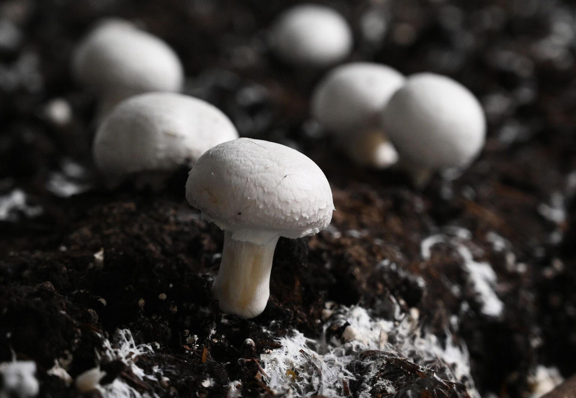 Как вырастить грибы в квартире: пошаговая инструкция