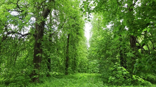 Остатки парка усадьбы Шереметевых в Вощажникиво, липовая аллея