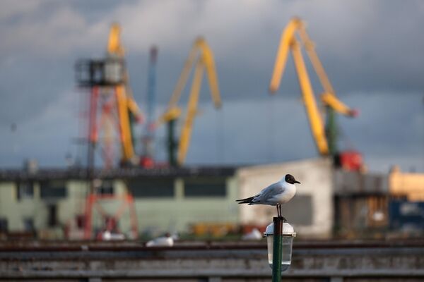 Чайка в Калининградском морском торговом порту