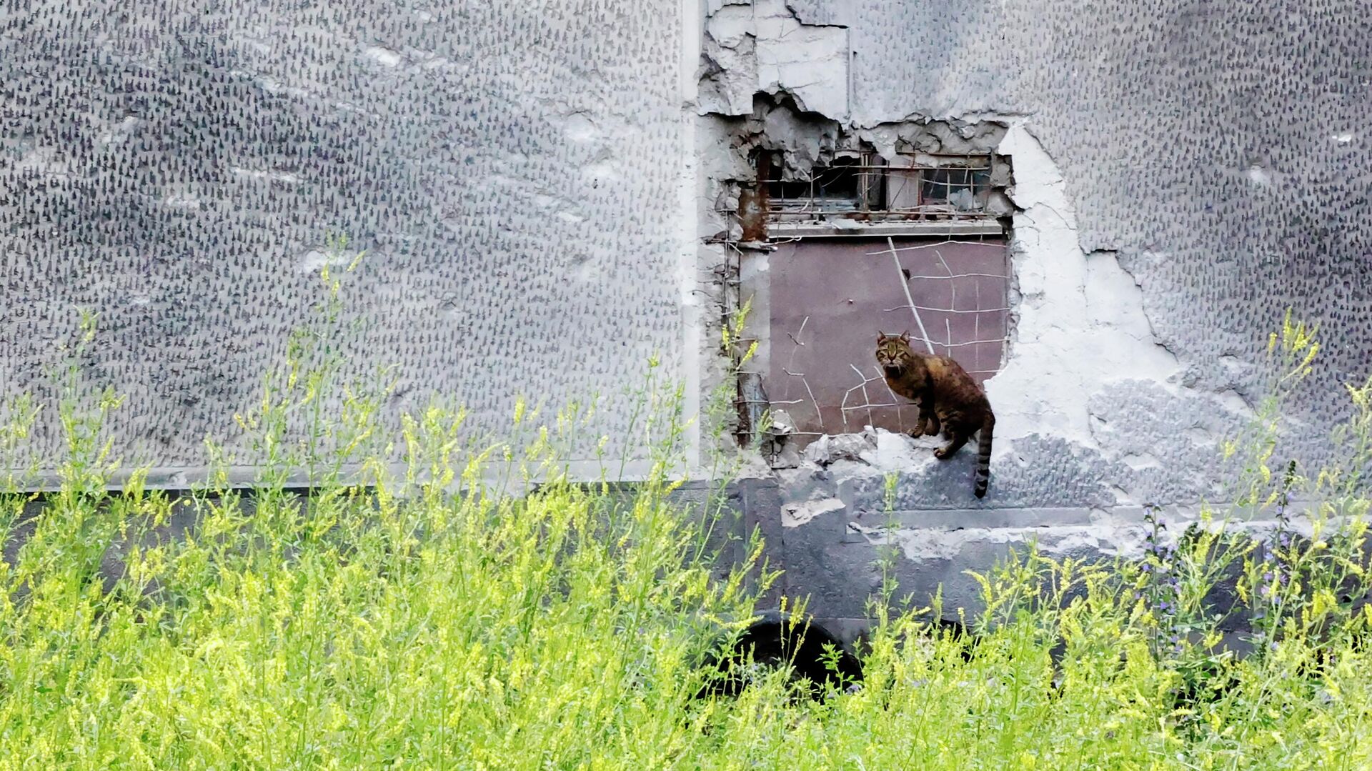 Кот сидит на заборе, частично разрушенном из-за обстрела со стороны ВСУ - РИА Новости, 1920, 23.06.2022