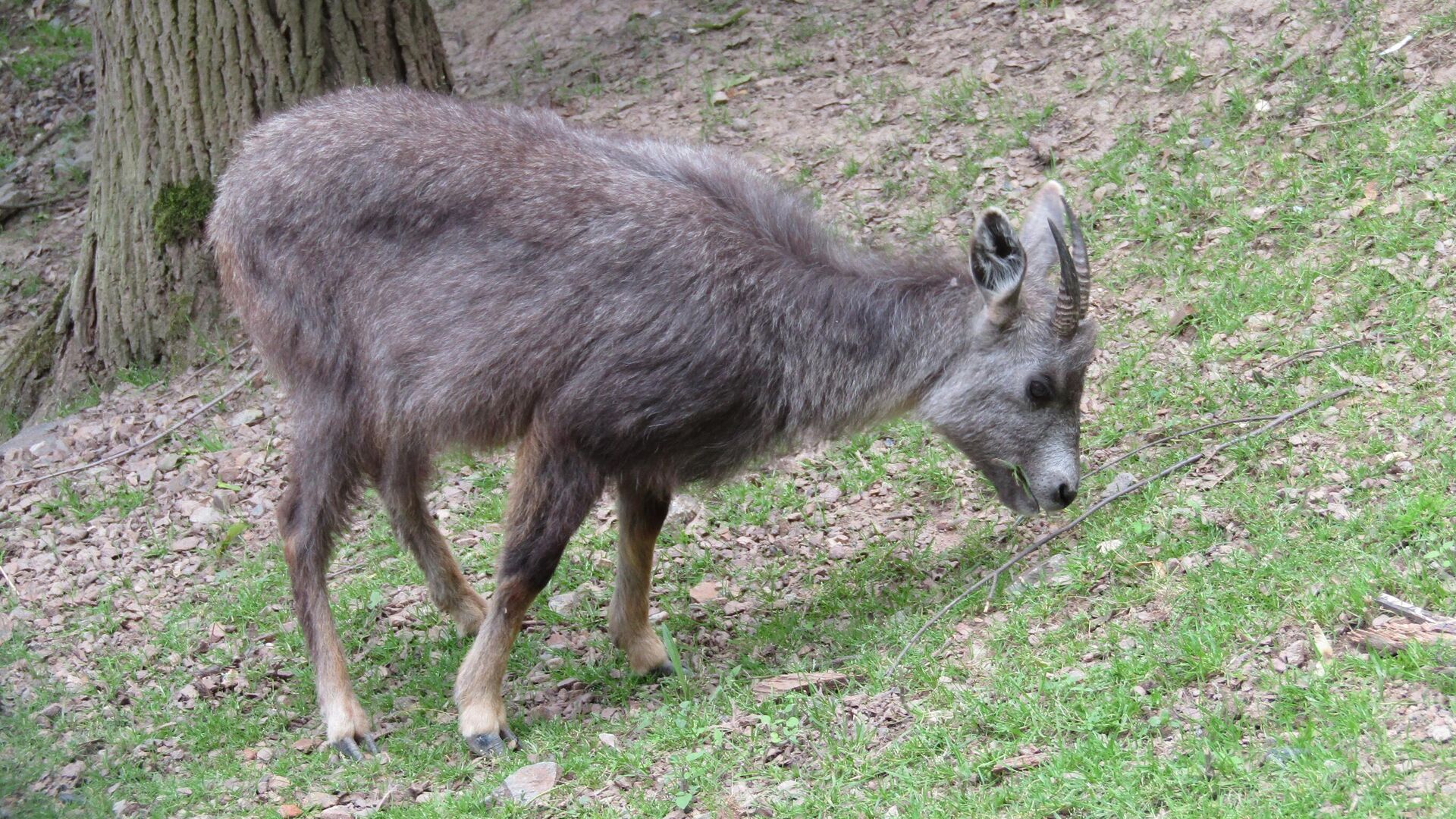 Амурский горал фото. Амурский горал. Амурский горал Приморский край. Амурская антилопа горал. Амурский горал Nemorhaedus caudatus.