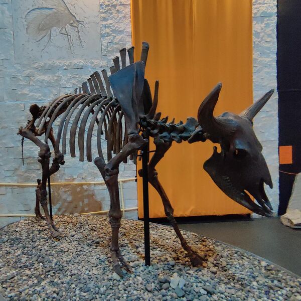 В Музее пермских древностей В Музее пермских древностей