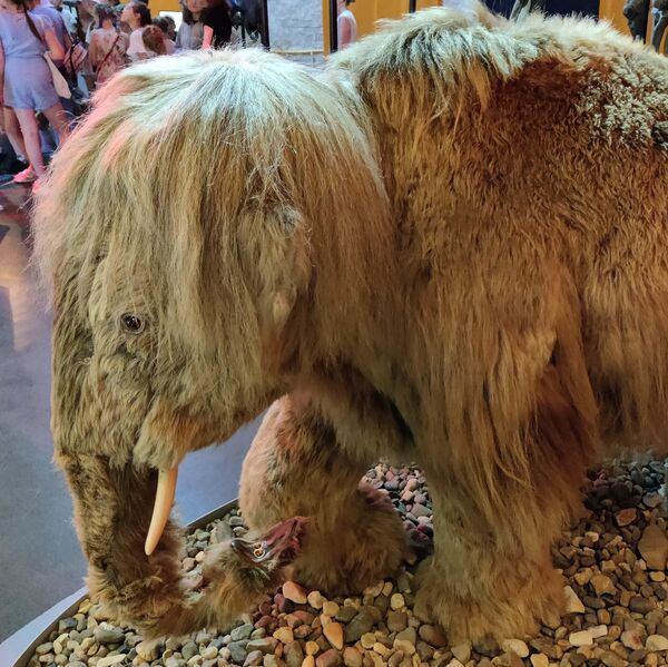 Копия мамонтенка Димы в Музее пермских древностей Копия мамонтенка Димы в Музее пермских древностей