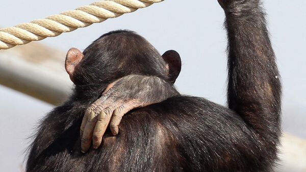 Шимпанзе в Зоологическом парке Аттики