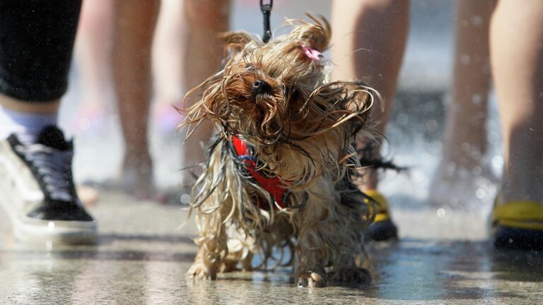 Собака отряхивается от воды в фонтане в Санкт-Петербурге