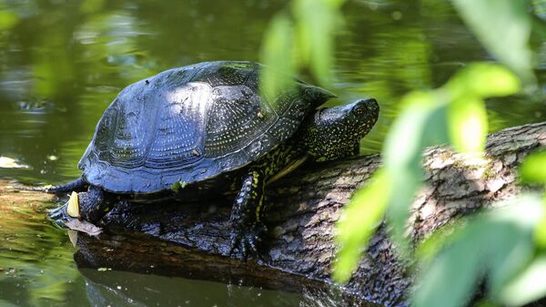 Болотные черепахи появились на природных территориях Москвы