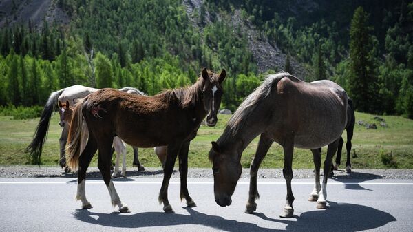 Лошади пасутся возле автомобильной дороги Чуйский тракт в Республике Алтай