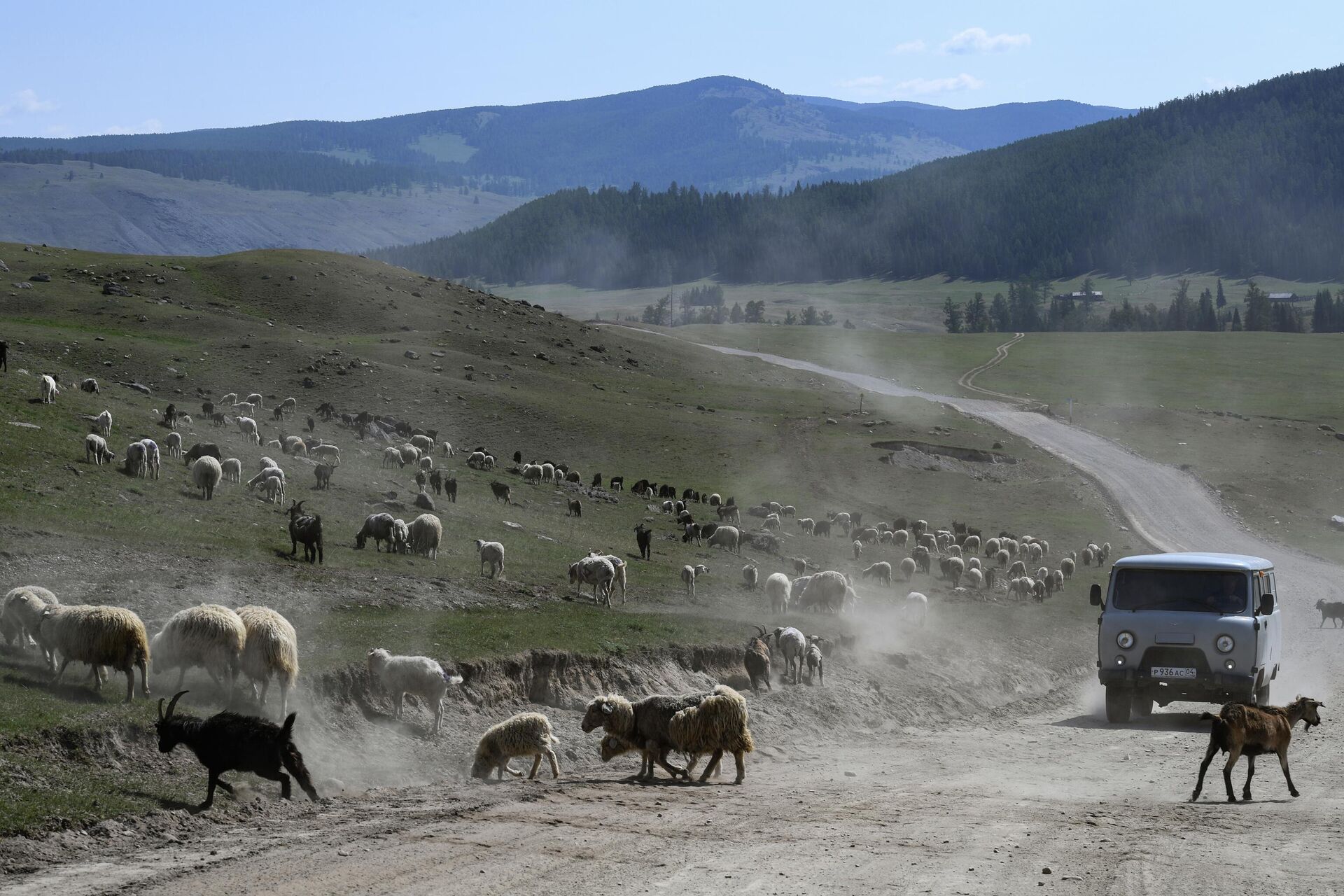 Отара овец пасется рядом с автомобильной дорогой Балыктуюль - Балыкча в Республике Алтай