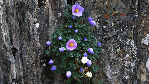 Цветы на камнях в долине Актру в Республике Алтай