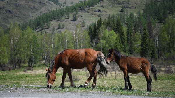 Лошади пасутся возле трассы Чуйский тракт в Республике Алтай