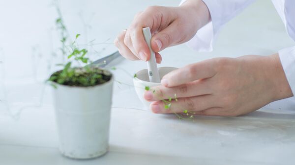 Подготовка растения к анализу на секвенаторе