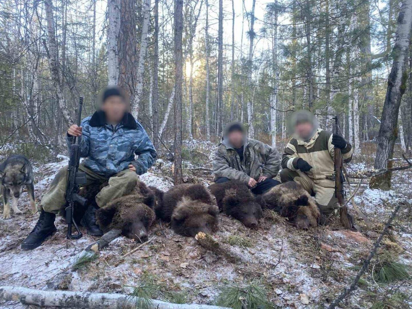 Поймал шкуру. Охотники с убитым медведем. Охотничье браконьерство. Охота в Иркутской области.