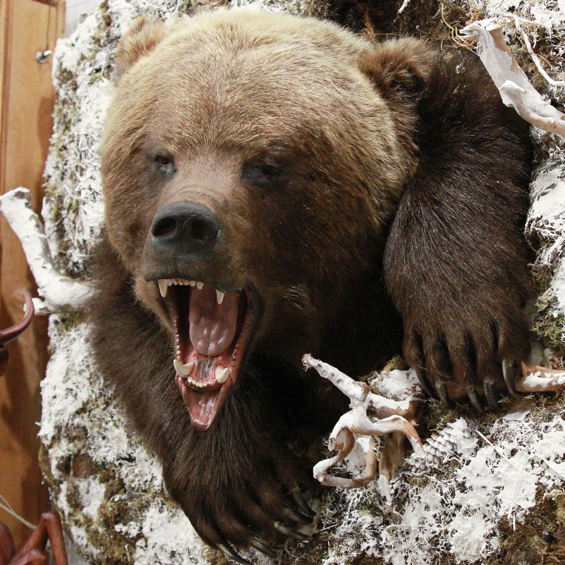 Жизнь про медведя. Медведь. Медведь Россия.