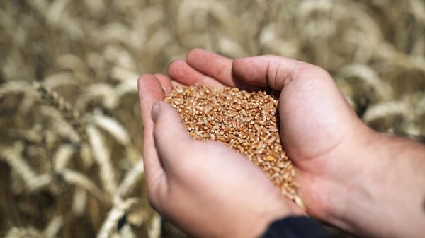 Зерна озимой пшеницы