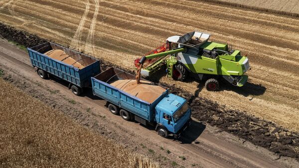 Комбайн выгружает собранную пшеницу в грузовик на уборке озимой пшеницы в Краснодарском крае