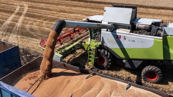Комбайн выгружает собранную пшеницу в грузовик на уборке озимой пшеницы в Краснодарском крае