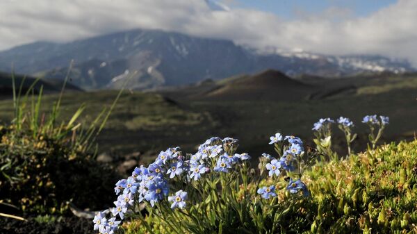 Горные цветы в районе Большого трещинного Толбачинского извержения в Камчатском крае