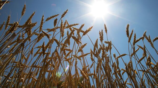 Пшеница на поле в Усть-Лабинском районе Краснодарского края