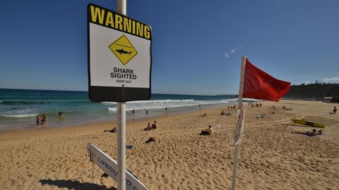 Знак, предупреждающий о появлении акул на пляже