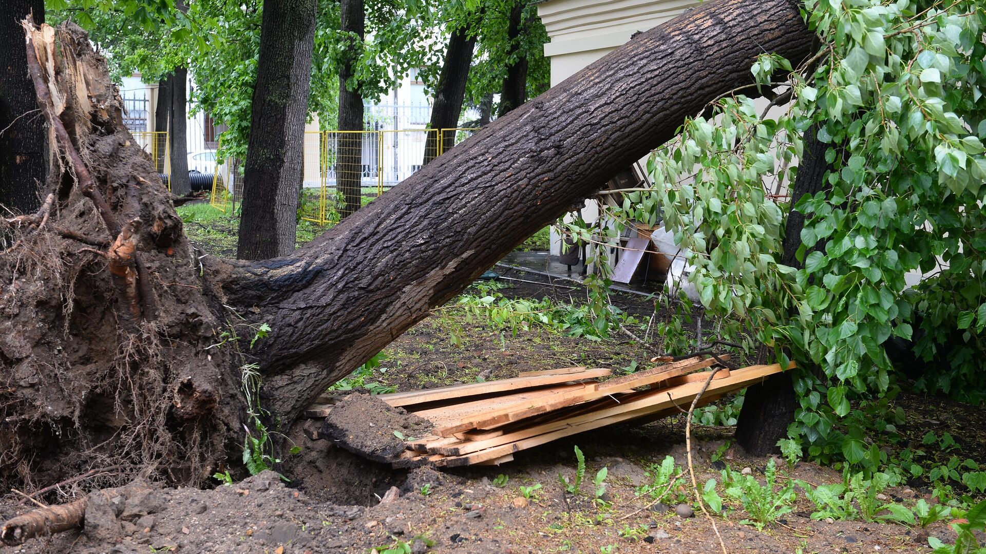 Сломанное ураганом дерево в одном из дворов в Москве - РИА Новости, 1920, 08.07.2022