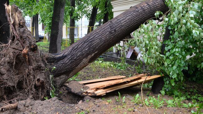 Сломанное ураганом дерево в одном из дворов в Москве