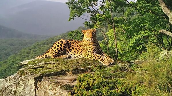 Кадр фотоловушки в национальном парке Земля леопарда с леопардом по имени Полтавский