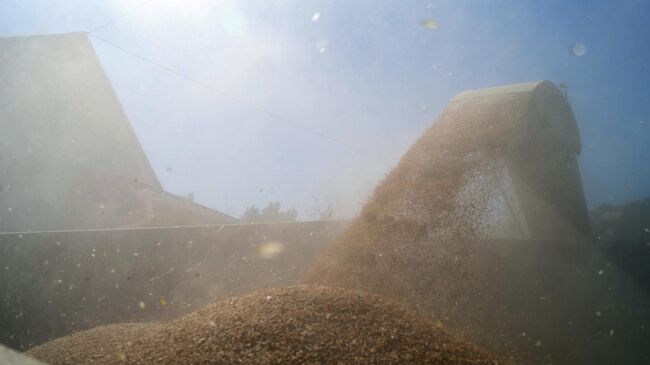 Обработка зерна, собранного с полей в Херсонской области