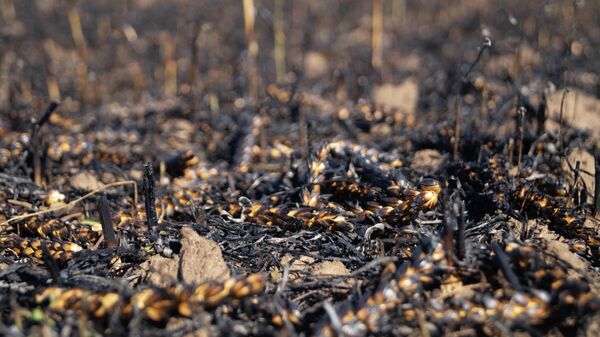 Сгоревшие от обстрелов ВСУ поля в Херсонской области