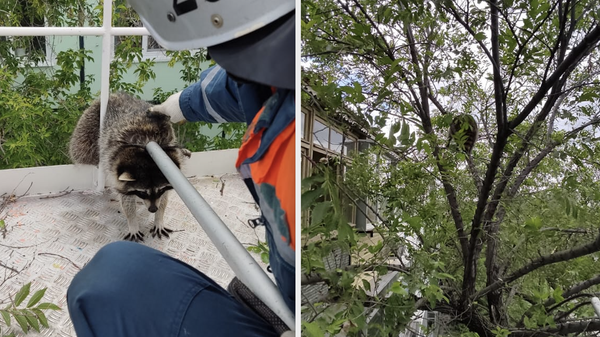 Спасатели МЧС России сняли с дерева в городе Благовещенске енота-беглеца
