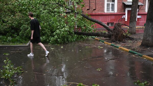 Вырванное с корнем дерево во дворе Москвы
