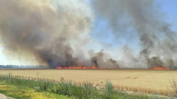 Пожар на пшеничном поле в Херсонской области