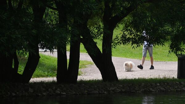 Мужчина гуляет с собакой в парке 50-летия Октября в Москве