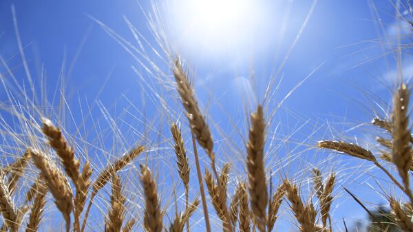 В Молдавии ожидают сокращение на треть урожая пшеницы
