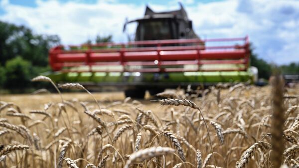 Уборка урожая пшеницы в Джанкойском районе Крыма